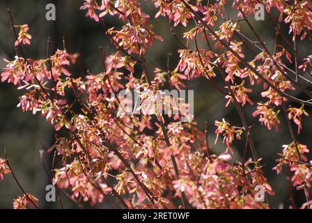 Ahornsamen auf Ahornbaum. Von der Vorderansicht erfasst. Stockfoto
