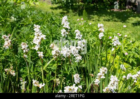 Nahaufnahme der blühenden Libertia grandiflora Stockfoto