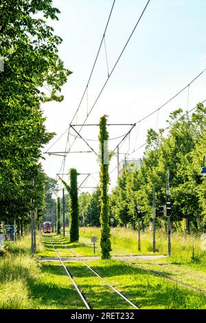 Straßenbahn in Freiburg im Breisgau Stockfoto