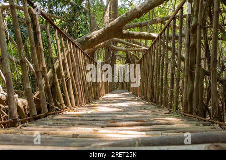 Holzbrücke, die durch Mangrovenbäume führt, die im Serepok River wachsen, im Buon Don Tourist Center im Yok Don National Park in Vietnam Stockfoto