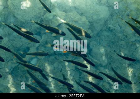 Eine Fischschule im unberührten Wasser im Nationalpark Plitvicer Seen in Kroatien Stockfoto