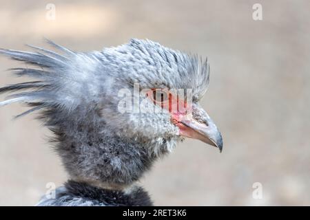 Der südliche Schreier (Chauna torquata) Stockfoto