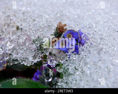 Blumen mit Schnee, Vergessenes mit Schnee Stockfoto