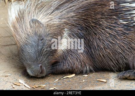 Schlafendes Stachelschwein, Hystrix Africaeaustralis Stockfoto