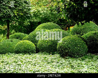 Kugelförmiger Bockholz-Schnitt, gewöhnlicher Kasten (Buxus sempervirens), Boxwood, Boxwood Stockfoto