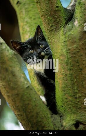 Junge Hauskatze auf einem Baum, 9 Wochen alt Stockfoto