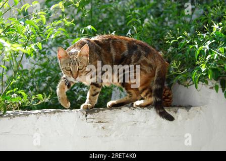 Hauskatze, brauner Tabby, an einer Wand, Tinos Island, Kykladen, Griechenland, Katze, brauner Tabby, an der Wand, Kykladen, Griechenland, Wildkatze ohne Stammbaum (felis Stockfoto