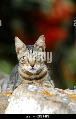 Hauskatze, Tabby, liegt auf einer Felswand, Tinos Island, Kykladen, Griechenland, Katze, Liegt auf einer felsigen Mauer, Kykladen, Griechenland, nicht-Stammbaum-Wildkatze Stockfoto