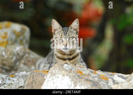 Hauskatze, Tabby, liegt auf einer Felswand, Tinos Island, Kykladen, Griechenland, Katze, Liegt auf einer felsigen Mauer, Kykladen, Griechenland, nicht-Stammbaum-Wildkatze Stockfoto