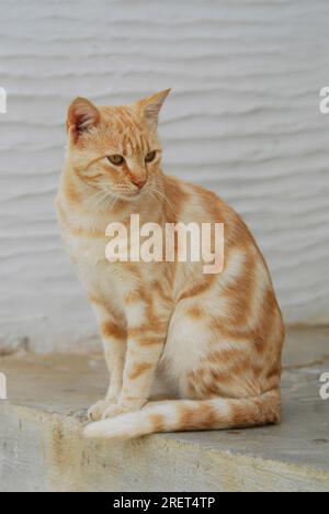 Hauskatze, Cream Tabby, Sitzen auf einer Stufe, Tinos Island, Kykladen, Griechenland, Katze, Cream Tabby, sitzt auf einer Stufe, Kykladen, Griechenland, Non-Pedigree Stockfoto