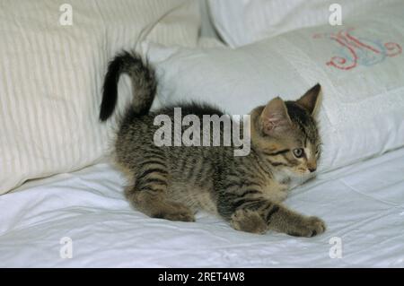 Junge Hauskatze, graue Makrele, 8 Wochen alt Stockfoto