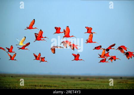 Scarlet ibises (Eudocimus ruber), Red Ibis, Scarlet Ibis, Red Sickler, Südamerika Stockfoto