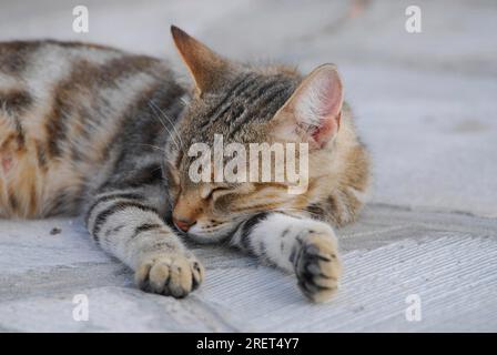 Hauskatze, brauner Tabby, schläft auf felsigem Boden, Tinos Island, Kykladen, Griechenland, Katze, Brown Tabby, schläft auf felsigem Boden, Kykladen, Griechenland Stockfoto