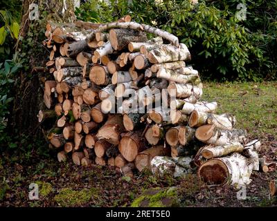 Brennholz, Birkenholz im Garten, Holzladen Stockfoto