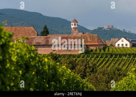 Heilbrucker Kloster, früher Zisterzienserkloster, heute ein Weingut, Burg Hambach im Hintergrund Stockfoto