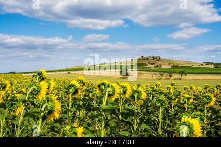 Feld mit Sonnenblumen mit Rock auf einem Hügel im Burgenland Stockfoto