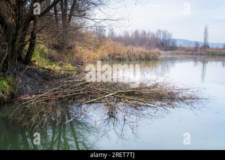 Eingang einer Biberhöhle an einem See im Burgenland Stockfoto