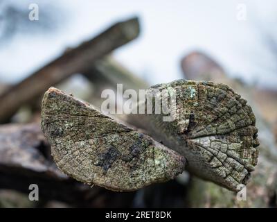 Struktur von geschnittenen Holzstämmen mit verschwommener Wirkung Stockfoto