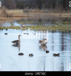 Graugänse am Neusiedlersee im Burgenland Stockfoto