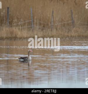 Graugans am Neusiedlersee im Burgenland Stockfoto