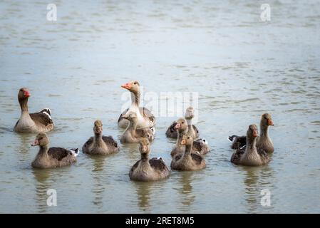 Gänsefamilie schwimmt am neusiedler See im Burgenland Stockfoto