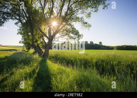 Weinender Weidenbaum vor dem wunderschönen farbigen Himmel und dem grünen Gras Stockfoto