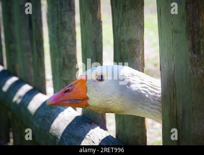 Nahaufnahme Gans Blick durch den Zaun des Outdoor-Farm-Bereich Stockfoto