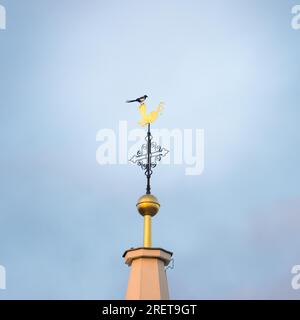 Europäische Elster (Pica pica) am Kreuz eines Kirchturms Stockfoto