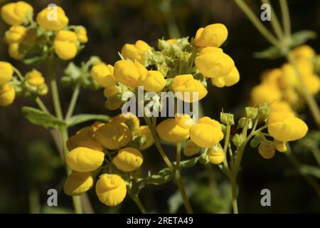 Integrifolia Garten Slipper Blume (Calceolaria) Slipper Blume Stockfoto