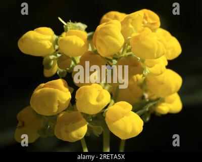 Integrifolia Garten Slipper Blume (Calceolaria) Slipper Blume Stockfoto