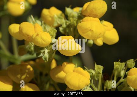 Integrifolia Garten Slipper Blume (Calceolaria) Slipper Blume Stockfoto