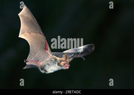 Bechstein's bat (Myotis bechsteinii), Deutschland Stockfoto