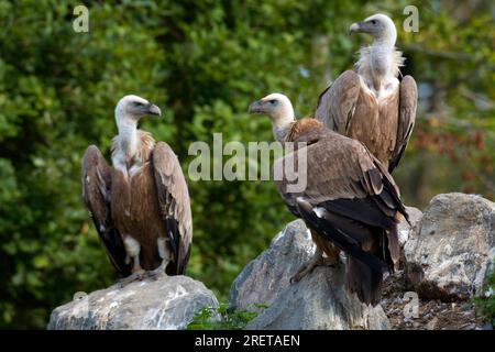 Gyps fulvus Stockfoto