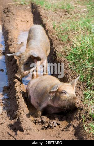 Hausschweine, Freilandferkel, Cienfuegos, Kuba Stockfoto