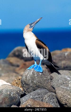 Blaufüßiger Booby (Sula nebouxii), Nordseymour Insel, Galapagosinseln, Ecuador Stockfoto