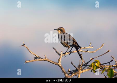 Mockingbird San Cristobal, Insel San Cristobal, Galapagosinseln, Ecuador (Nesomimus melanotis) Stockfoto