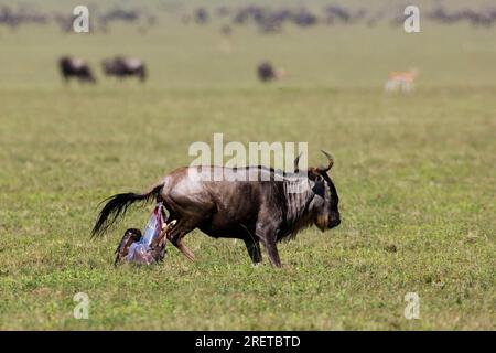 Weißbärtige Gnus, Geburt junger (Connochaetes taurinus albojubatus), Tansania Stockfoto