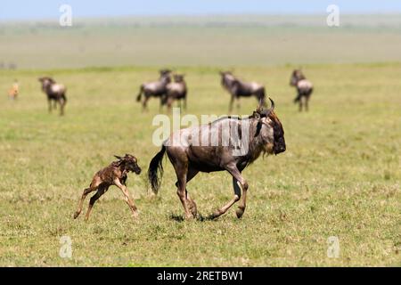 Weißbärtiger Gnus und junge Neugeborene (Connochaetes taurinus albojubatus), Tansania Stockfoto