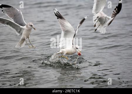 Seezunge (Larus canus) mit Nahrung, Mecklenburg-Westpommerania, Deutschland, Mew Gull Stockfoto