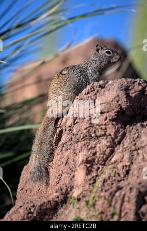 Steinhörnchen (Spermophilus variegatus), Sonora Desert, Arizona, USA (Citellus variegatus) Stockfoto