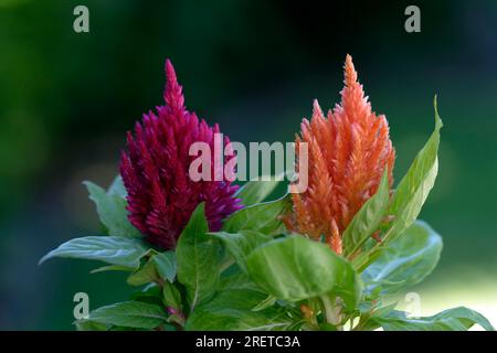 Kammmuscheln (Celosia argentea var. Plumosa) Stockfoto