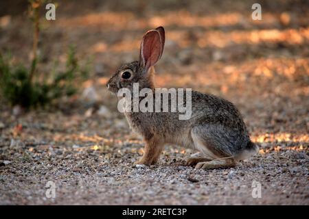 Wüstenschwanz (Sylvilagus audubonii) Kaninchen, Sonora Wüste, Arizona, USA, Wüstenkaninchen, Seite Stockfoto