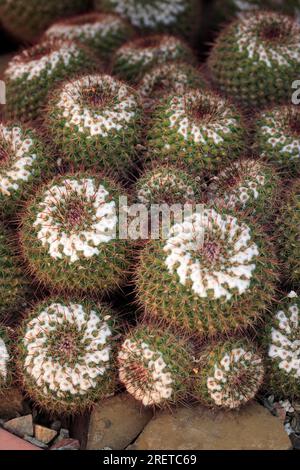 Doppelspinnkaktus, Zwillingsspinnkaktus (Mammillaria geminispina), USA Stockfoto