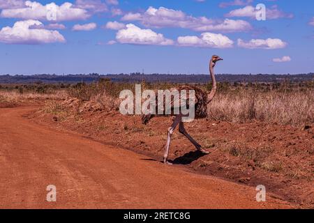 Der Strauß, oder einfach Strauß, ist eine flugunfähige Vogelart, die in bestimmten großen Gebieten Afrikas beheimatet ist. Sie ist eine von zwei erhaltenen Arten der ost Stockfoto