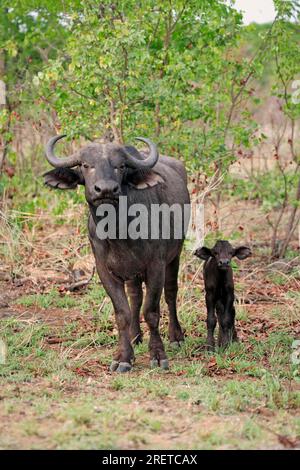 Cape Buffaloe, Kuh mit Kalb, Kruger-Nationalpark, Südafrika, afrikanischer Büffel (Syncerus caffer) Stockfoto
