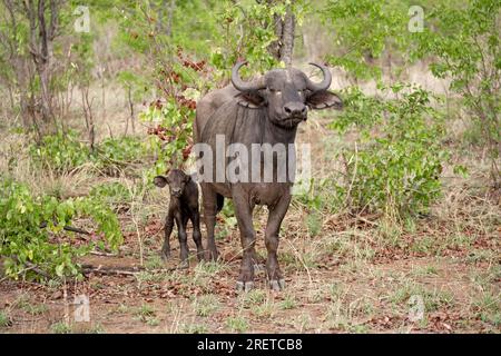Cape Buffaloe, Kuh mit Kalb, Kruger-Nationalpark, Südafrika, afrikanischer Büffel (Syncerus caffer) Stockfoto