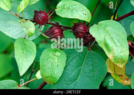 Roselle (Hibiscus sabdariffa), Früchte, Rottee, Chinesische Rose, Rotsorrell, Jamaika-Tee, Jamaika-Sorrel Stockfoto