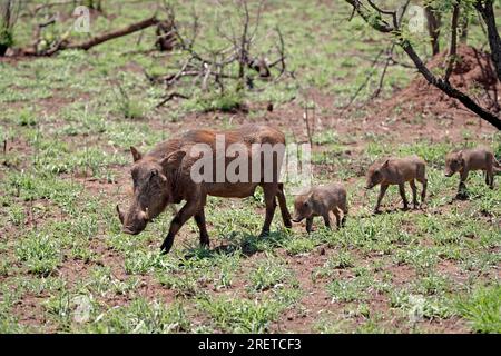 Warzenschweine (Phacochoerus aethiopicus), weiblich mit Ferkeln, Kruger-Nationalpark, Südafrika Stockfoto