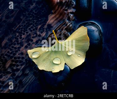 Wassertropfen auf Blatt (Ginkgo biloba), Gingko Stockfoto