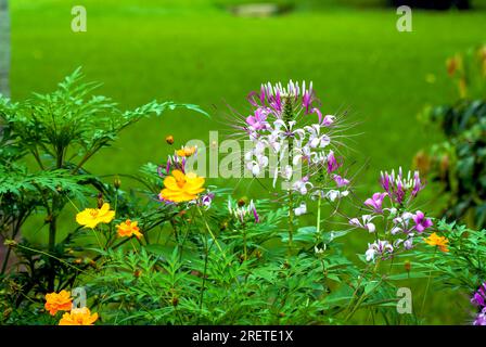 Spider Flower in Lalbagh Botanical Garden, Bengaluru Bangalore, Karnataka, Südindien, Indien, Asien Stockfoto